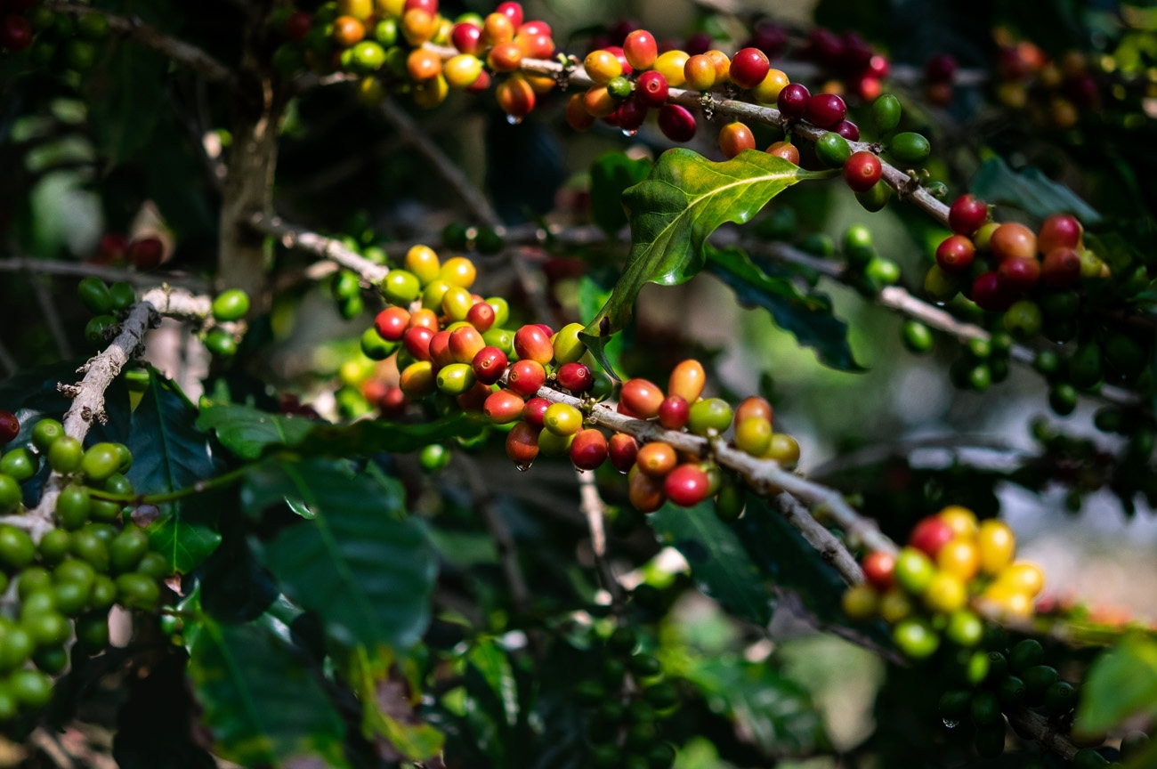 Proč pro vás pražíme výběrovou kávu aneb objevte svět rozmanitých chutí ovoce, květin nebo oříšků